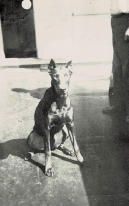 Dog